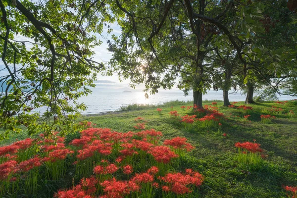 Amaryllis Biwa-göl, Katsurahamaenchi, Shiga, Japan adlı küme