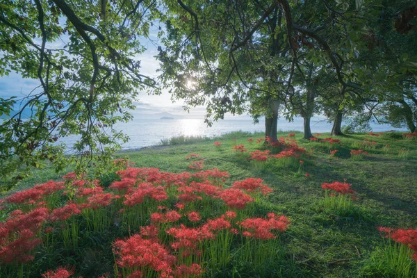 Cluster amaryllis på Biwa-sjön, Katsurahamaenchi, Shiga, Japan — Stockfoto