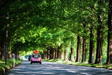 Metasequoia ağaçlarla sokakta, Makino-cho, Shiga, japan