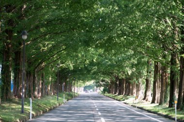 Metasequoia ağaçlarla sokakta, Makino-cho, Shiga, japan