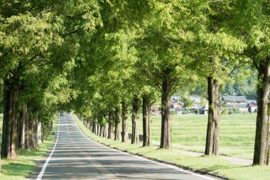 Metasequoia ağaçlarla sokakta, Makino-cho, Shiga, japan
