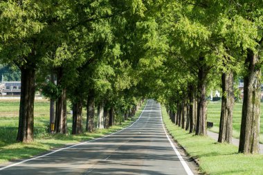 Metasequoia ağaçlarla sokakta, Makino-cho, Shiga, japan