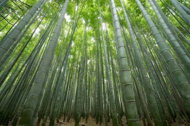 Sagano'da Arashiyama, Kyoto, Turizm Japonya bambu ormanı