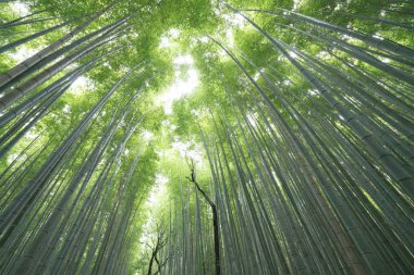 Sagano'da Arashiyama, Kyoto, Turizm Japonya bambu ormanı