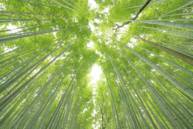Sagano'da Arashiyama, Kyoto, Turizm Japonya bambu ormanı