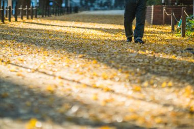Jingu Gaien ginkgo sokağı, Tokyo, Japonya