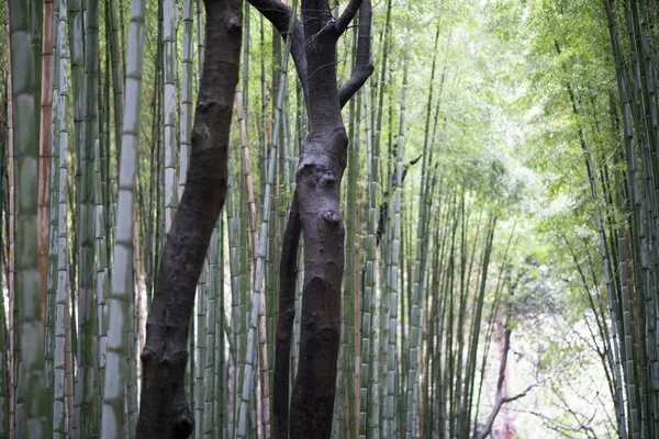 Bamboo forest at Sagano Arashiyama,Kyoto,tourism of japan — Stock Photo, Image