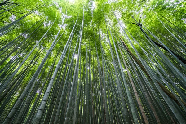 Bamboo Forest Sagano Arashiyama Kyoto Tourism Japan — стоковое фото