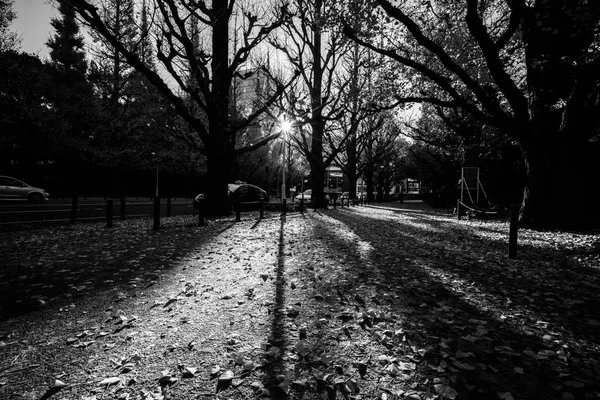 Jingu Gaien Ginkgo Street Tokyo Japan — стокове фото