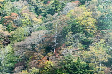 Odaigahara sonbahar dağı, Nara, Japonya