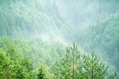 Nosegawa sisli dağı, Nara, Japonya