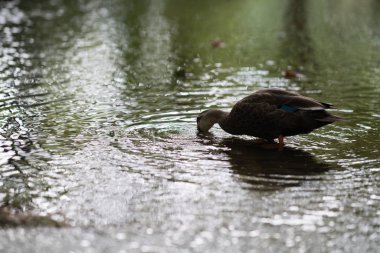 Göletteki kaz, Osaka, Japonya
