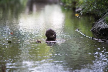 Göletteki kaz, Osaka, Japonya