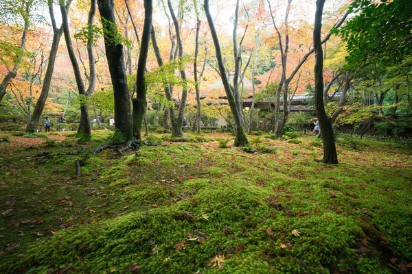 Herbstszene Des Gioji Tempels Kyoto Tourismus Japan — Stockfoto