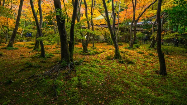Herbstszene Des Gioji Tempels Kyoto Tourismus Japan — Stockfoto