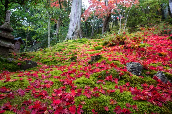 Joujakoji寺庙秋景 日本京都 — 图库照片