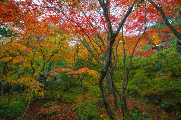 Scena Autunnale Del Tempio Joujakoji Kyoto Giappone — Foto Stock