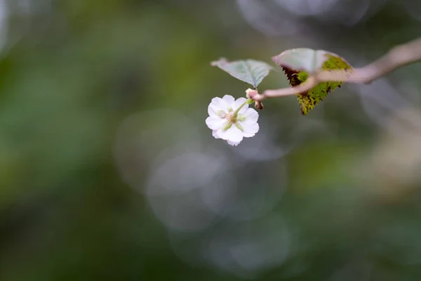 Primo Piano Cerasus Subhirtella Fiori Sfondo Sfocato — Foto Stock