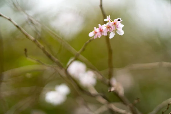 Primo Piano Cerasus Subhirtella Fiori Sfondo Sfocato — Foto Stock