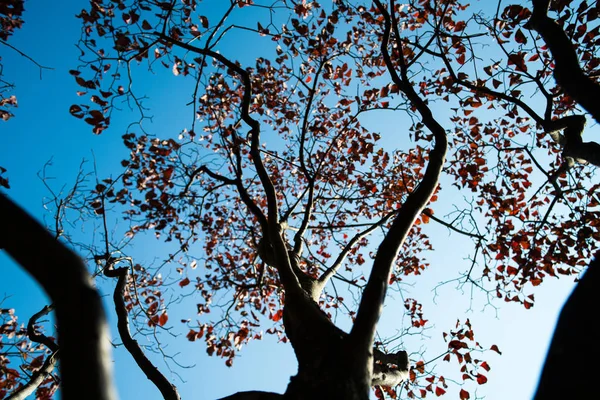 Höstlöv Dogwood — Stockfoto