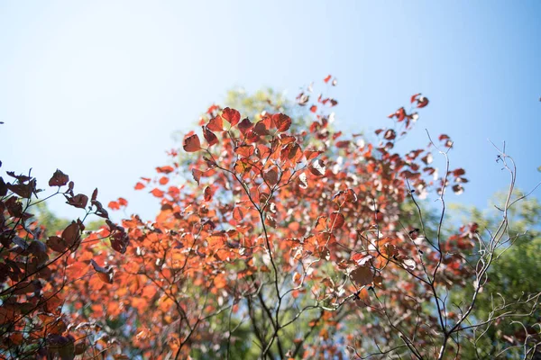 桃木的秋天叶子 — 图库照片