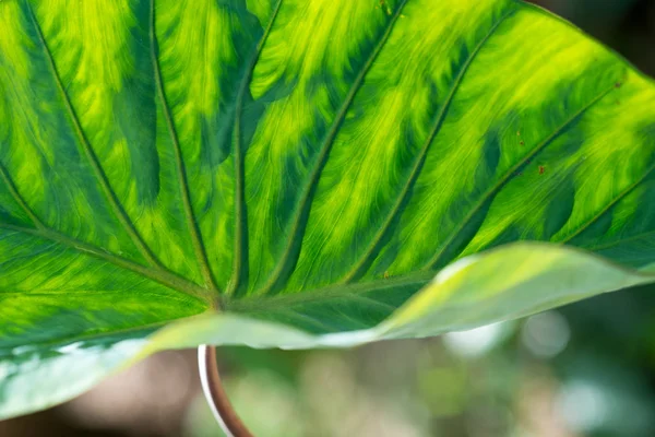 Taro Feuille Cocoyam Gros Plan Fond Nature — Photo