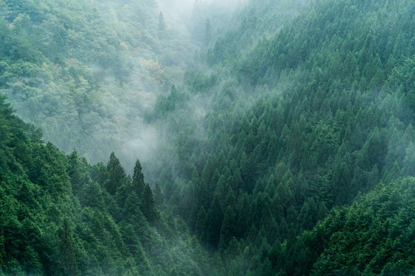 Nosegawa Nevoeiro Montanha Nara Japão Imagem De Stock