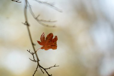Ağaç dallarında renkli sonbahar yaprakları