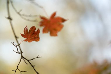 Ağaç dallarında renkli sonbahar yaprakları