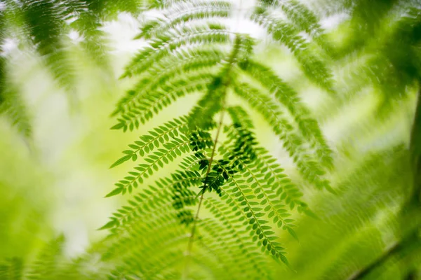 Feuilles Fougère Sur Fond Flou — Photo