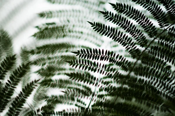 Feuilles Fougère Sur Fond Flou — Photo