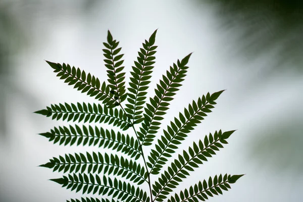 Feuilles Fougère Sur Fond Flou — Photo