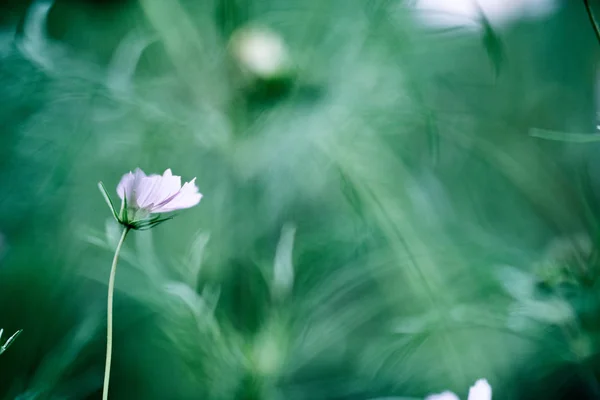 Kosmos Blommor Sommar Arkiveras — Stockfoto