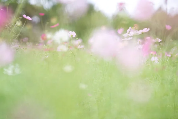 Cosmos Bloemen Zomer Ingediend — Stockfoto