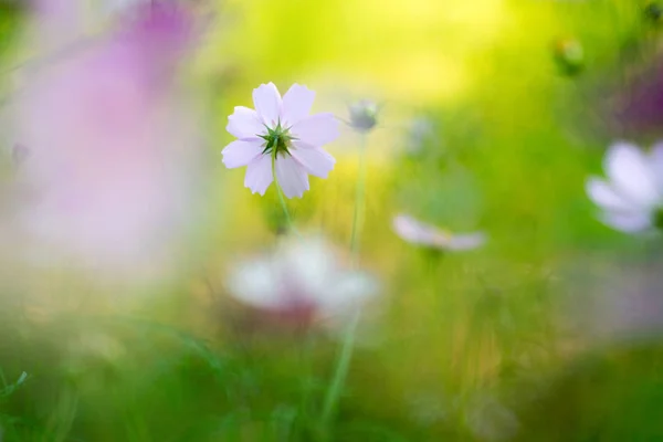 Kosmos Blommor Sommar Arkiveras — Stockfoto