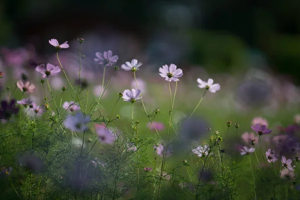 Cosmos Bloemen Zomer Ingediend — Stockfoto