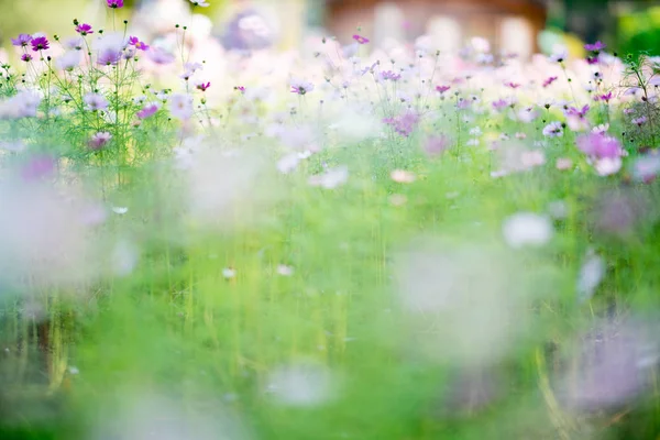 Cosmos Flowers Summer Filed — Stock Photo, Image