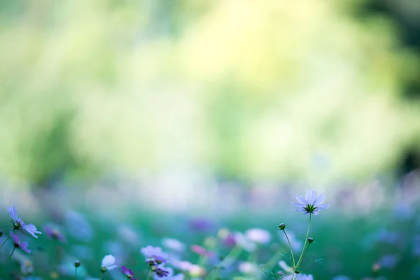 Kosmos Blüht Sommer — Stockfoto