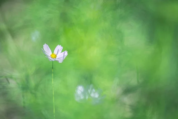 Cosmos flowers in summer filed