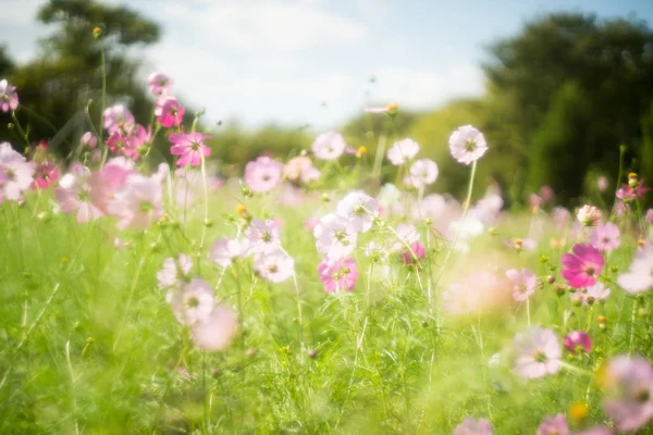 Cosmosbloem Met Oude Lens — Stockfoto