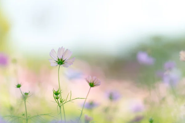 Cosmosbloem Met Oude Lens — Stockfoto