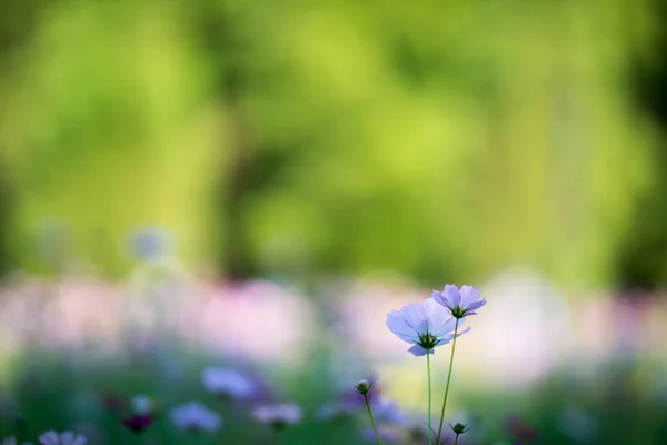 Kosmos Blommor Sommar Arkiveras Stockfoto