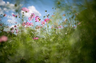 Eski lensli kozmos çiçeği