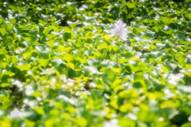 Motoyakushiji bölgesinde su sümbülü, Kashihara, Nara, Japonya