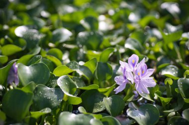 Motoyakushiji bölgesinde su sümbülü, Kashihara, Nara, Japonya
