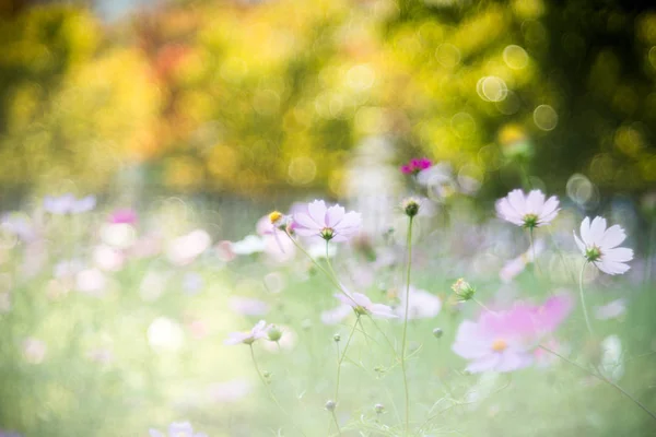 Kosmos Blume Mit Alter Linse — Stockfoto
