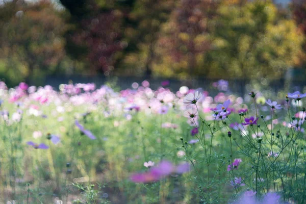 Cosmos Fleur Avec Vieille Lentille — Photo