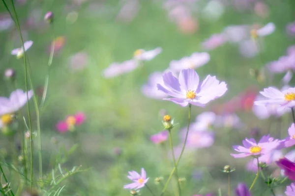 Cosmosbloem Met Oude Lens — Stockfoto