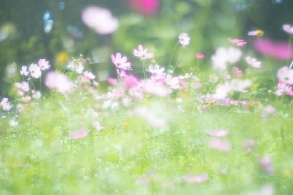 Cosmos Flor Com Lente Velha — Fotografia de Stock