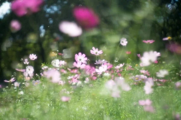 Cosmos Flor Con Lente Vieja —  Fotos de Stock